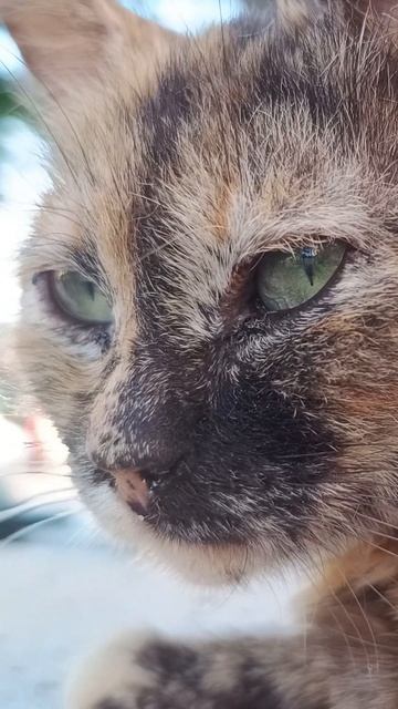 Кошка "рысь" отдыхает на крыльце #nature #cat