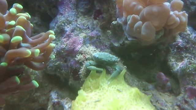 Mitrax crab