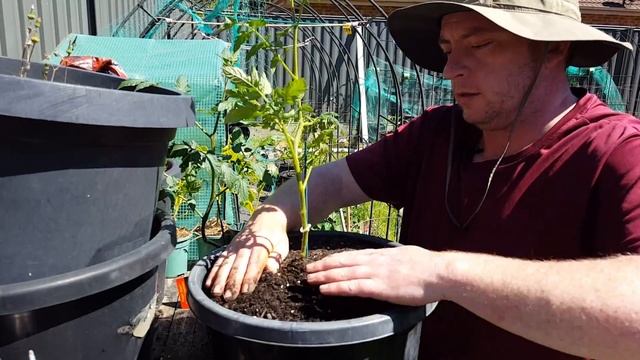 Potting my Tomato Seedlings