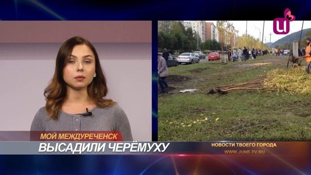 Высадили черёмуху