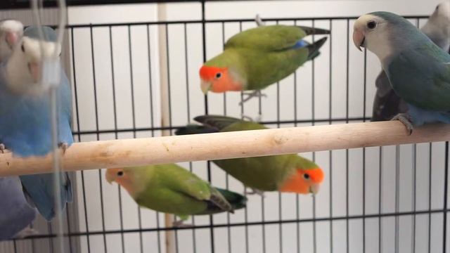 Pet Lovebirds - love bird care 2017!