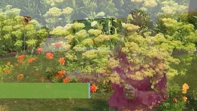 Natives, Annuals & Perennials That Fuel Butterfly Migration -- Butterfly Migration: Episode 2