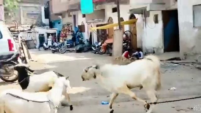 #bakaramandi #goatfarming #tonk #yotube #bakrebaaz  . malva