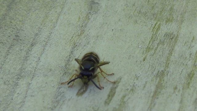 Wasp Eating Wood