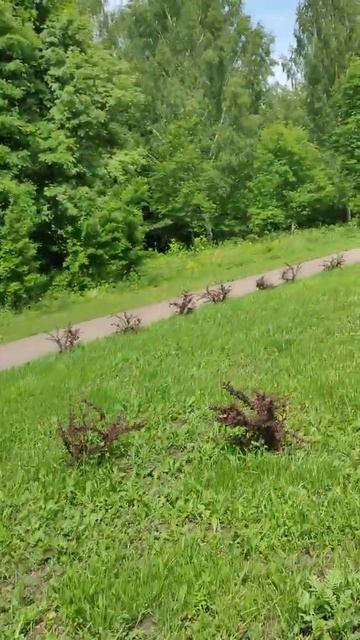 Березовый парк)