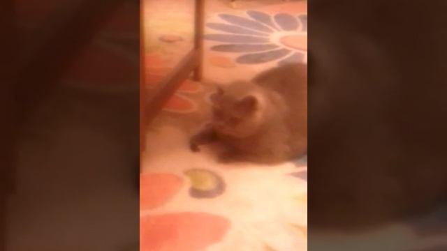 КоТ иГрАеТ с МаСлИнОй