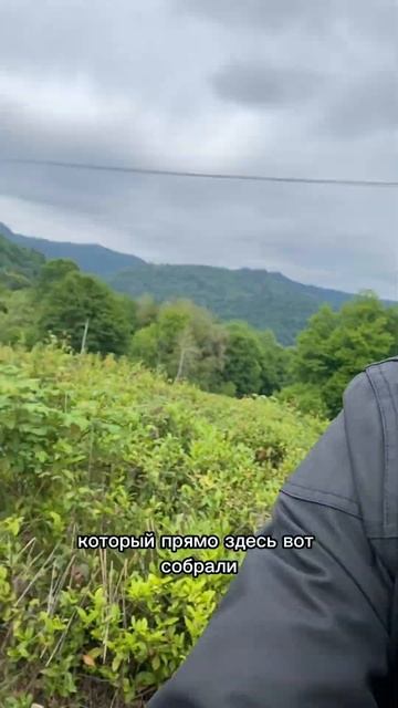 Пью чай с плантации в Сочи!