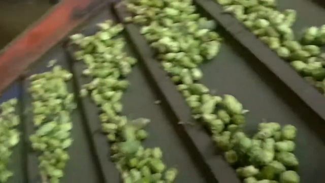Een kijkje op een hopkwekerij