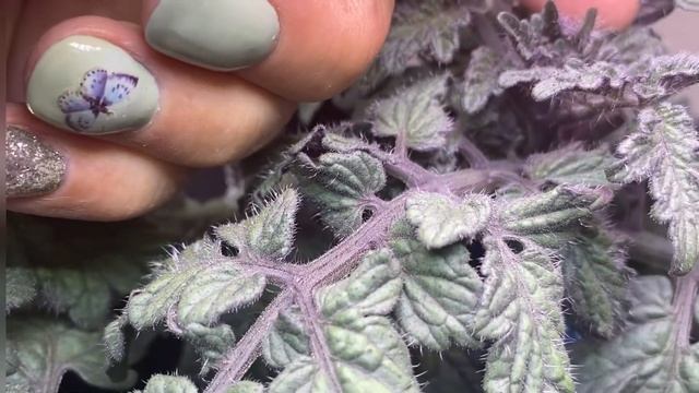 Aerogarden Tomatoes -  First 40 Days - Planting, Pruning & Fertilizing