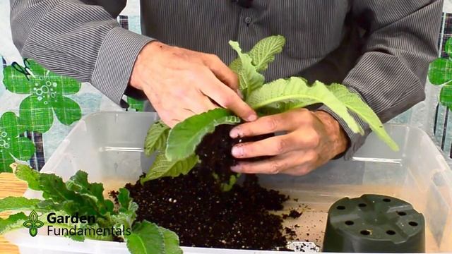 Streptocarpus - Dividing and Repotting  ✂️🎊💎 What to do when your cape primrose gets too big?