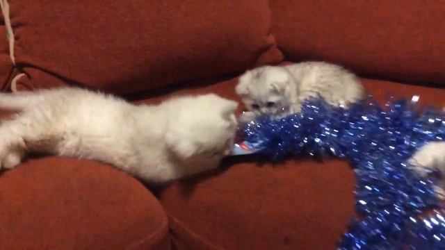 Шотландские котята играют