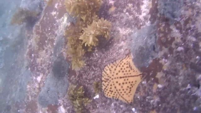 Galapagos Chocolate Chip Sea Star