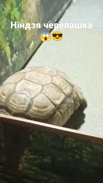 Виставка черепашок