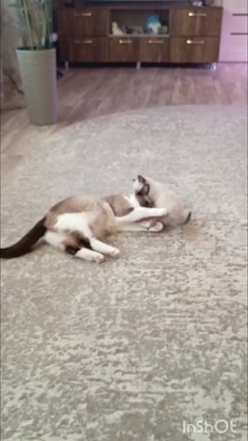 1000024908.mp4. Кошечки .