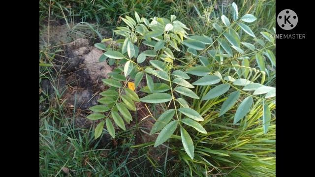 SETEKAN INDIGOFERA UMUR 20 HARI BISA DITANAM