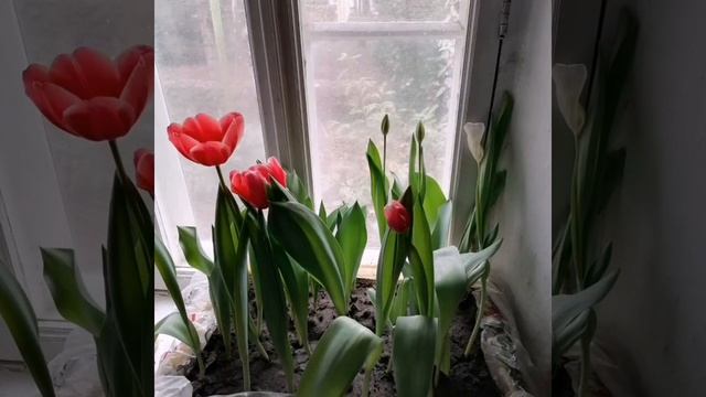 #цветы #тюльпаны #выгонкатюльпанов
