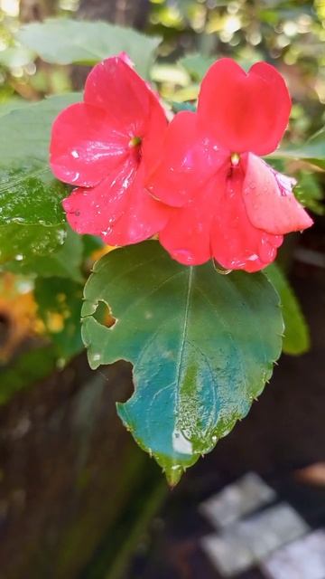 Morning vibe🌈🍁☔️ || August13_Today Beautiful moment short#vibes#morning#photography #nature#trendin