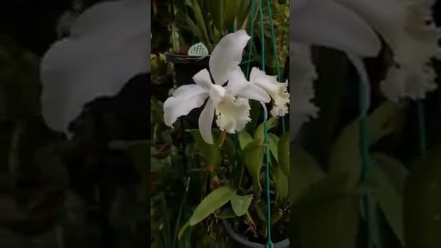 cattleya mini trắng nở. fb Saeful Zin