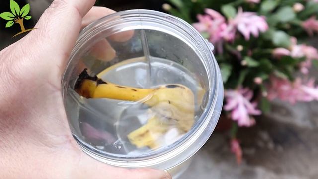 INCRÍVEL! Aplique essa água para qualquer planta florir muito rápido (O ano todo)
