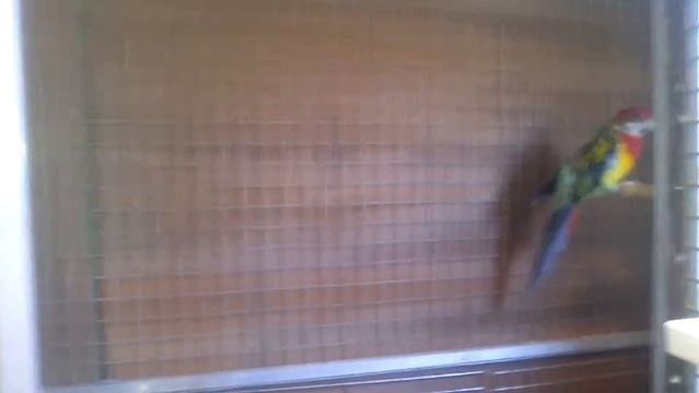 08.04.16 розеллы