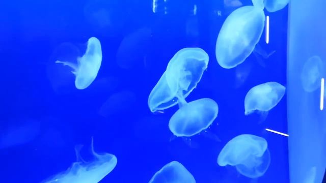 Vere Meduse Quadrifoglio In Acquario Vetrina By Display Magazine