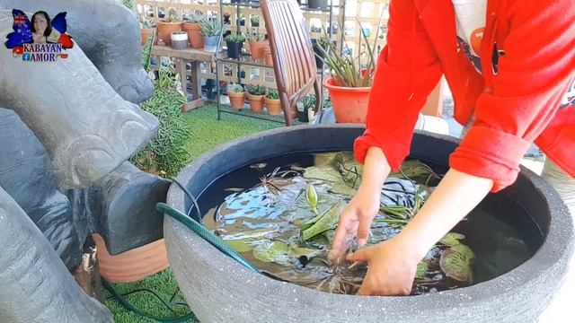 BEST SURPRISED EVER |iloveyouHONEY | #iloveElephant | #succulents #cactus | #KabayanAmor