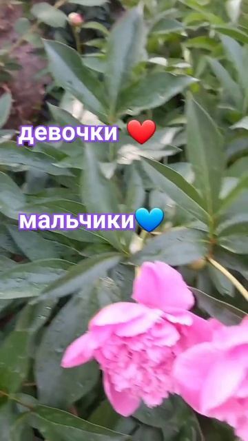 для вас❤💙 #мамаблог #цветы #мамаблог #популярное #мамавдекрете #funny #весна #пионы