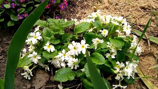 Какие растения цветут в начале мая. Житомир, Украина 2020.