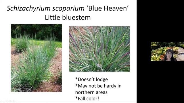 Spring Fever 2021:  Ornamental Grasses for Rain Gardens