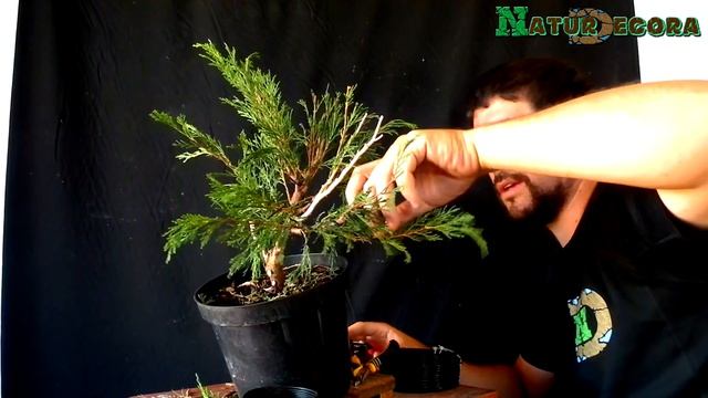 Como hacer un PREBONSAI de juniperus sabina 2