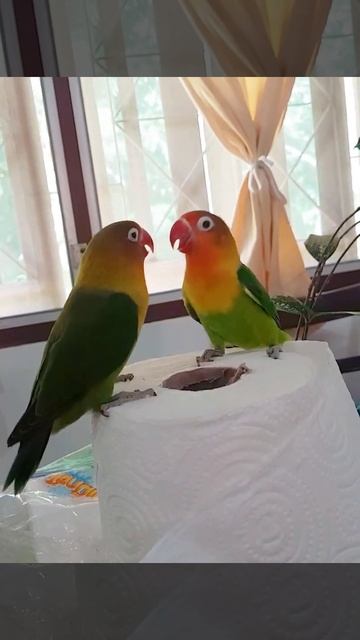 Попугаи неразлучники ссорятся и любятся. Love birds fighting