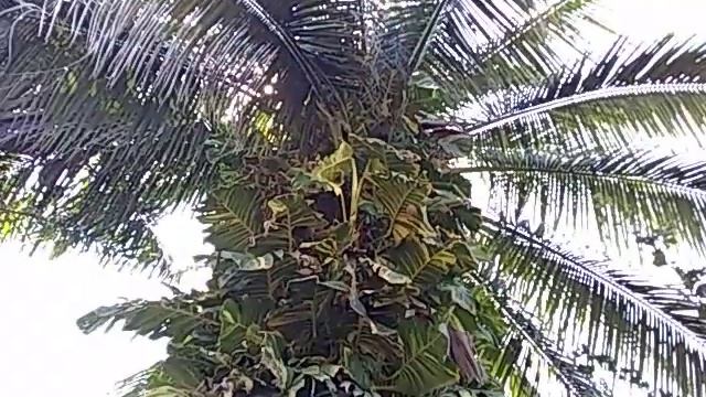plantas de flores y coco