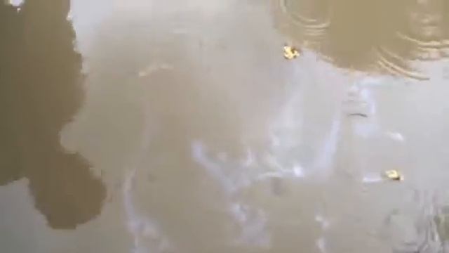 Cypress cone water effect