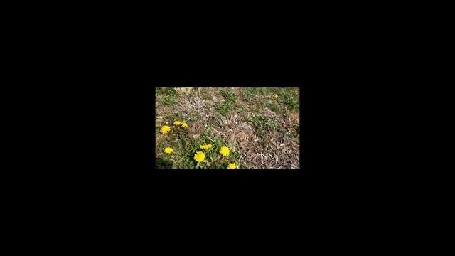 Spring Beauty " Plants of the wilderness in Tennessee