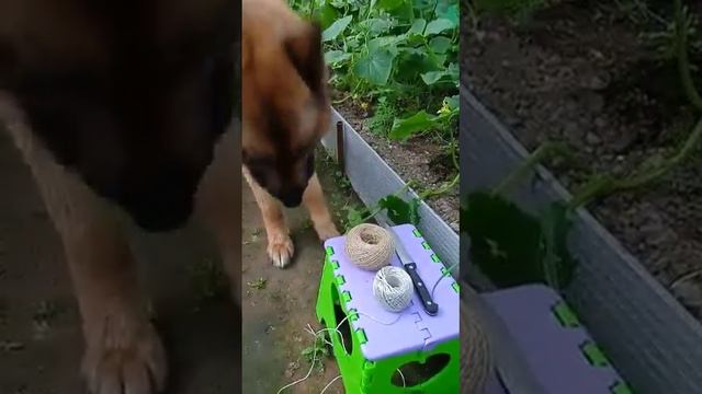 Арчи любит не только рыбу но ещё и огурцы🤣💥💥💥