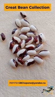 Фасоль  вьющаяся  коричневая корова семена bean brown cow seeds