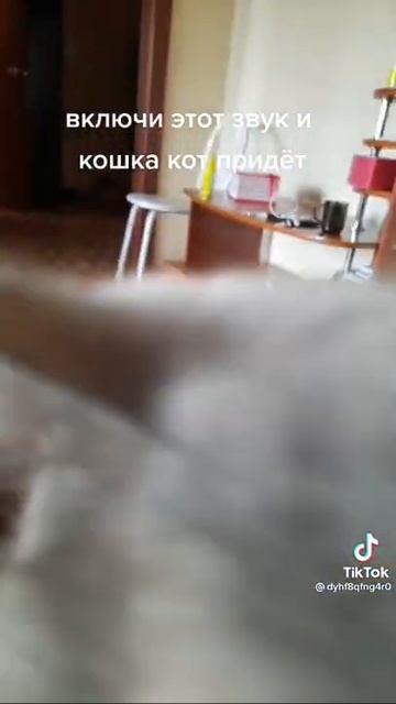 Этим звуком кот придет к тебе 😍