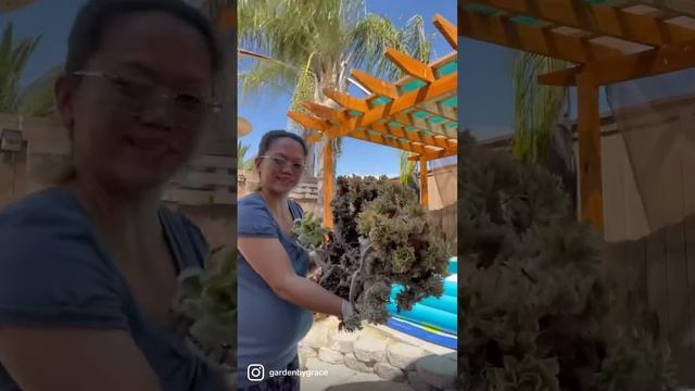 How I Clean and Repot my Crested Aeonium Sunburst