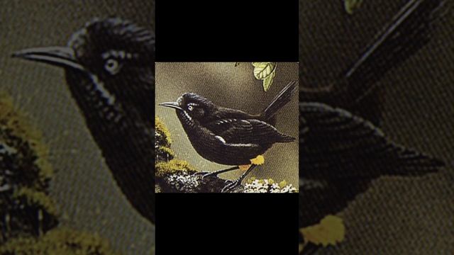 the kauai Õ'õ bird (episode 1)