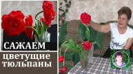 Как сажать тюльпаны, если вы купили их на рынке уже цветущими. ОЧЕНЬ ВАЖНАЯ ИНФОРМАЦИЯ