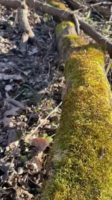 Beautiful moss #nature