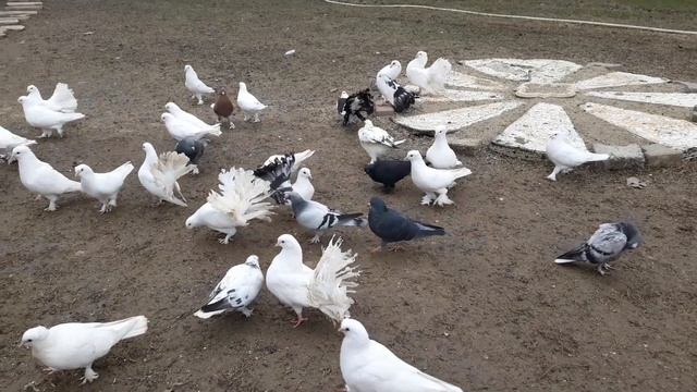Салам алейкум дослар и друзья.14.02.2024.🇹🇲🕊🇹🇷🕊🇹🇲🕊🇹🇷🕊🕊..