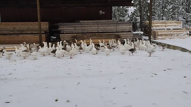 Гуси зимой.Птичник на пилораме.