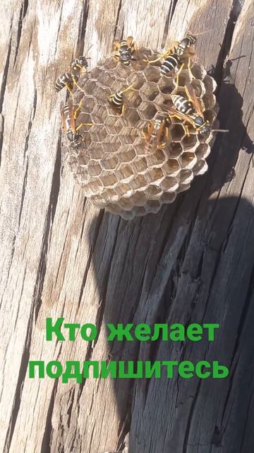 Соты Осы гнездо острые иголочки