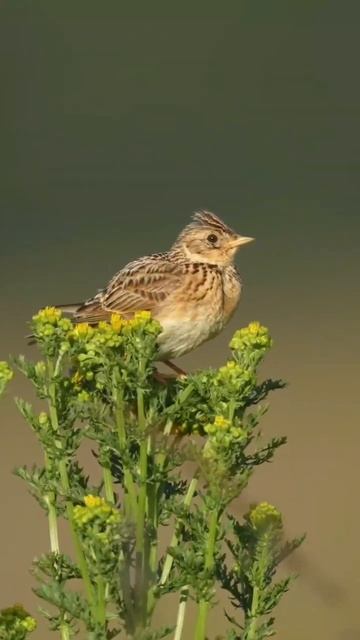 natural voice of birds 🐦   #birds #naturesvoice #naturesoundsbirds #birdslover #youtubeshorts#viral