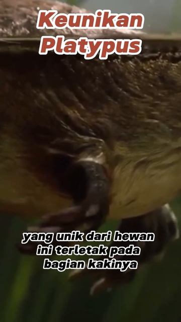 Keunikan Platypus #shorts #hewan #platypus