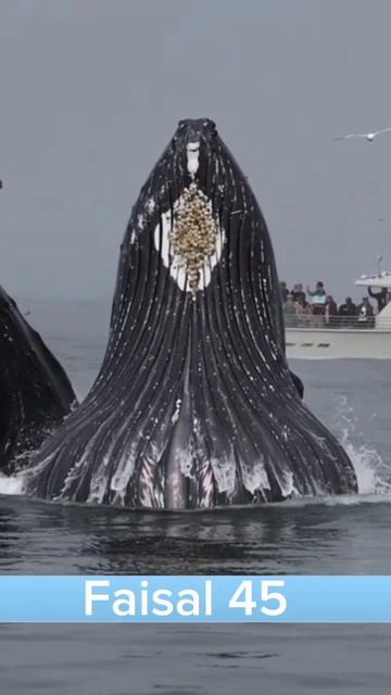 Blue Whale Shark And Sound