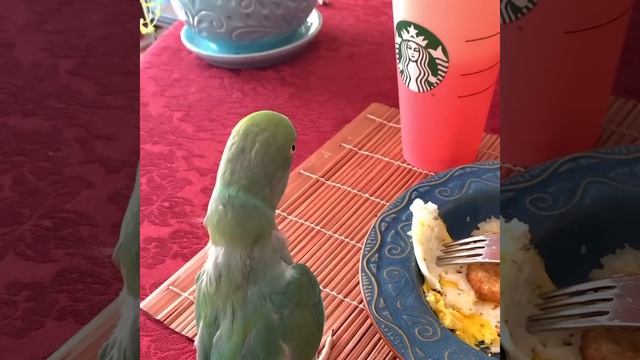 Smart And Funny Parrots Parrot Talking Videos Compilation (2023) - Cute Birds #7