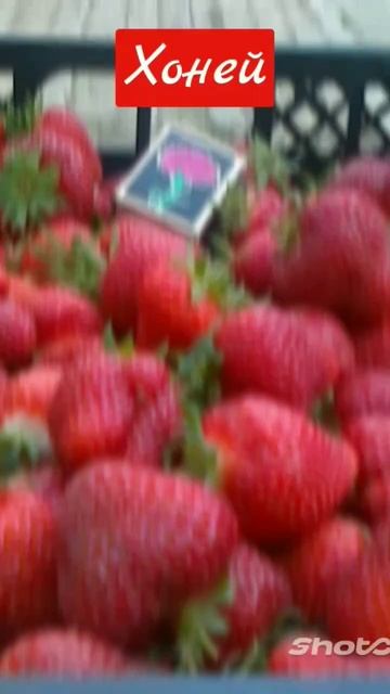Хоней.#полуниця
