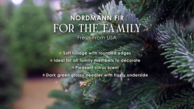 Nordmann Fir - For the family